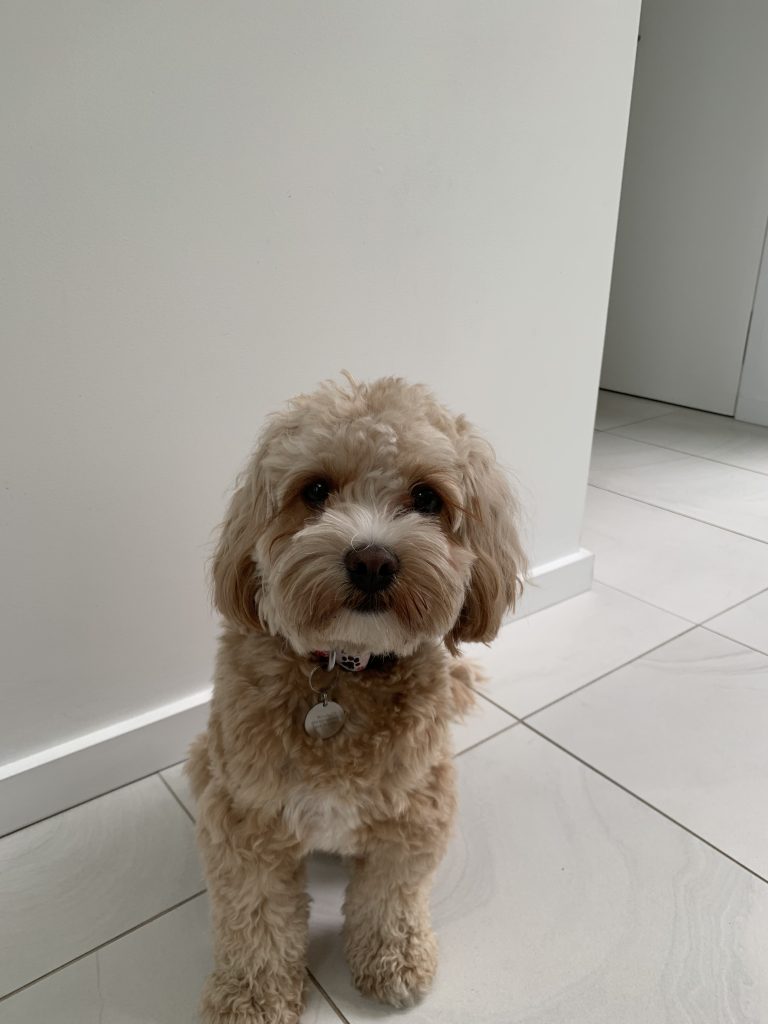 Skai The Cavapoo Review