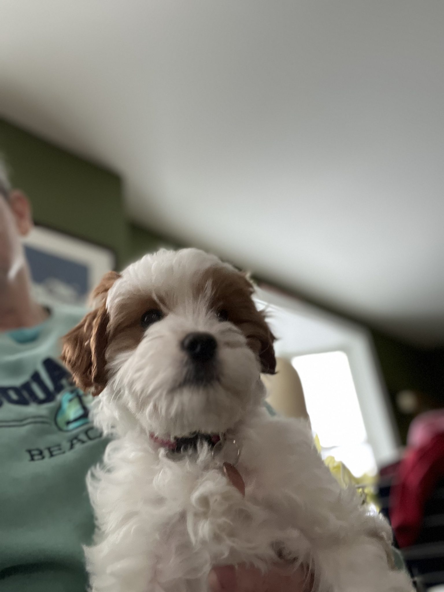 Hopeful Dreams Family Puppies | Family Raised Puppies