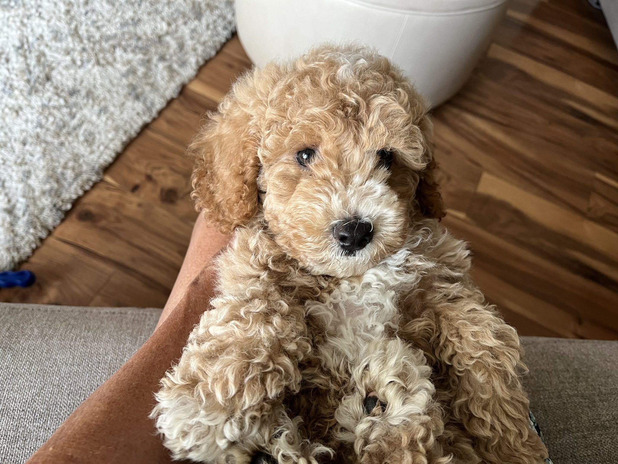 Hopeful Dreams Family Puppies | Family Raised Puppies