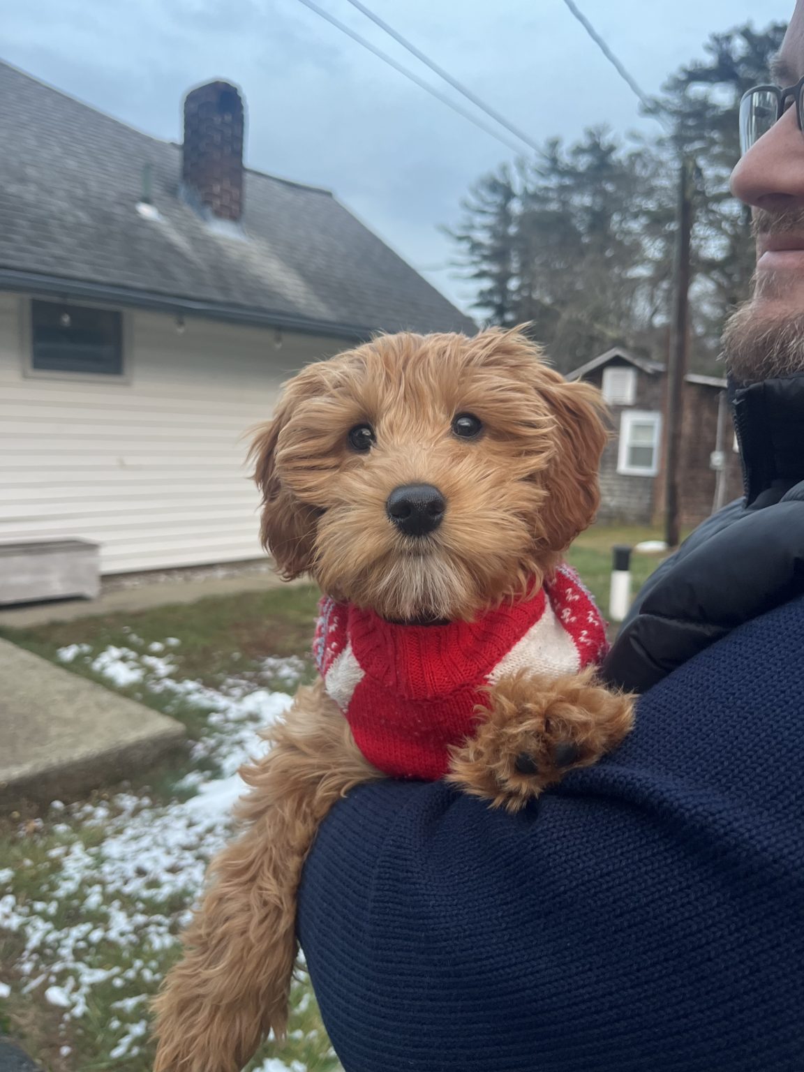 Our Customer Reviews | Hopeful Dreams Family Puppies