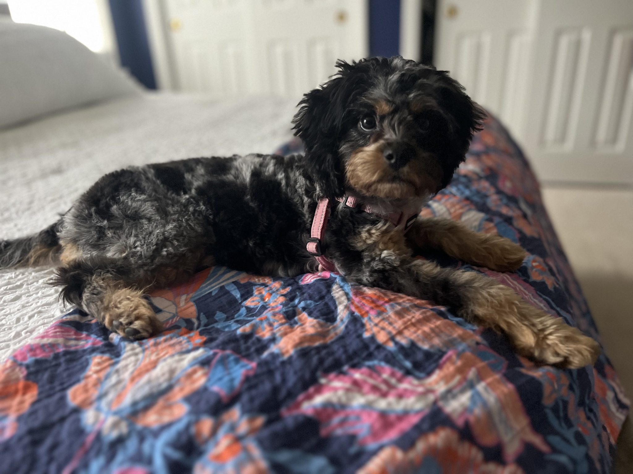 Our Customer Reviews | Hopeful Dreams Family Puppies