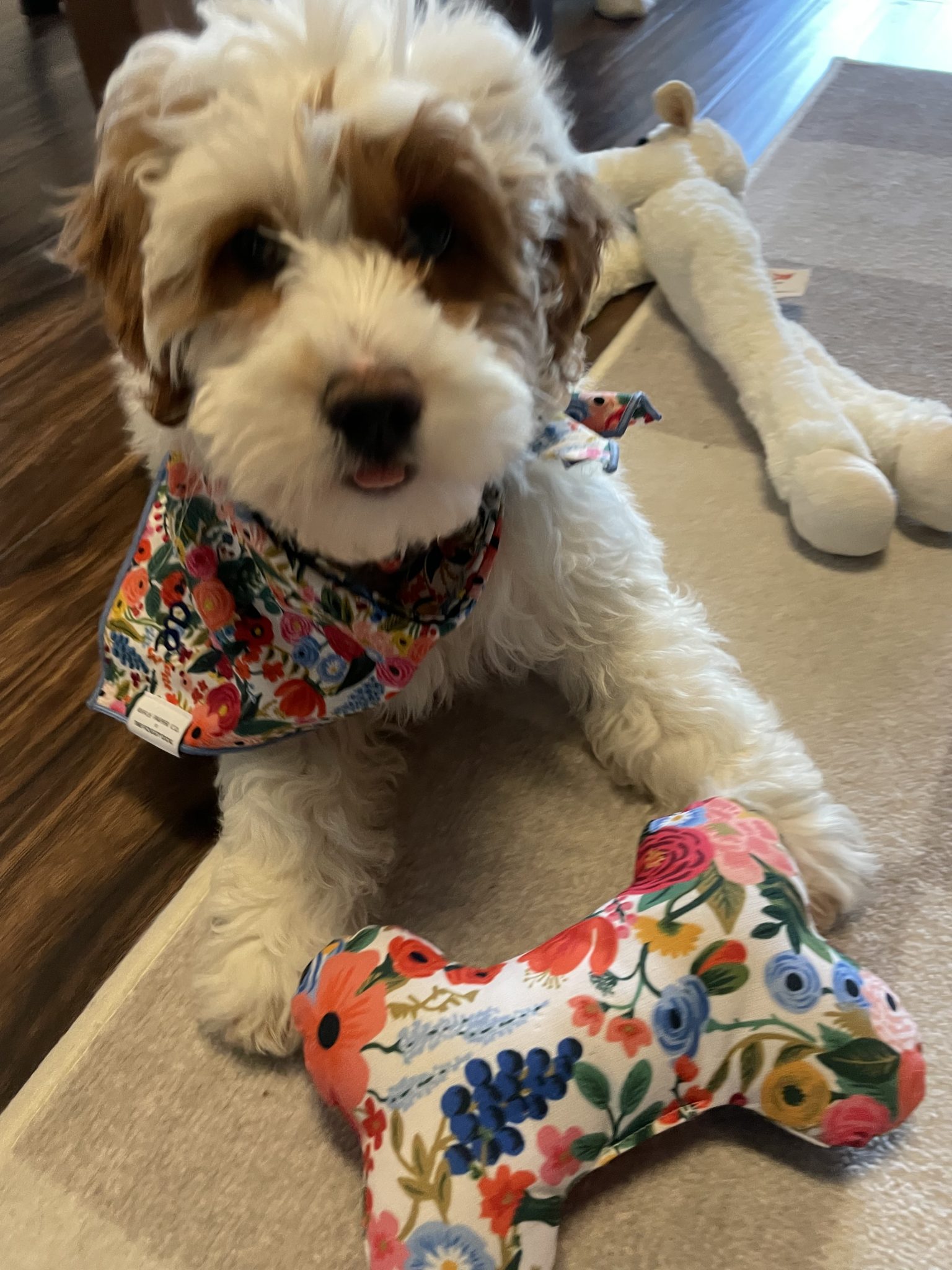 Hopeful Dreams Family Puppies | Family Raised Puppies