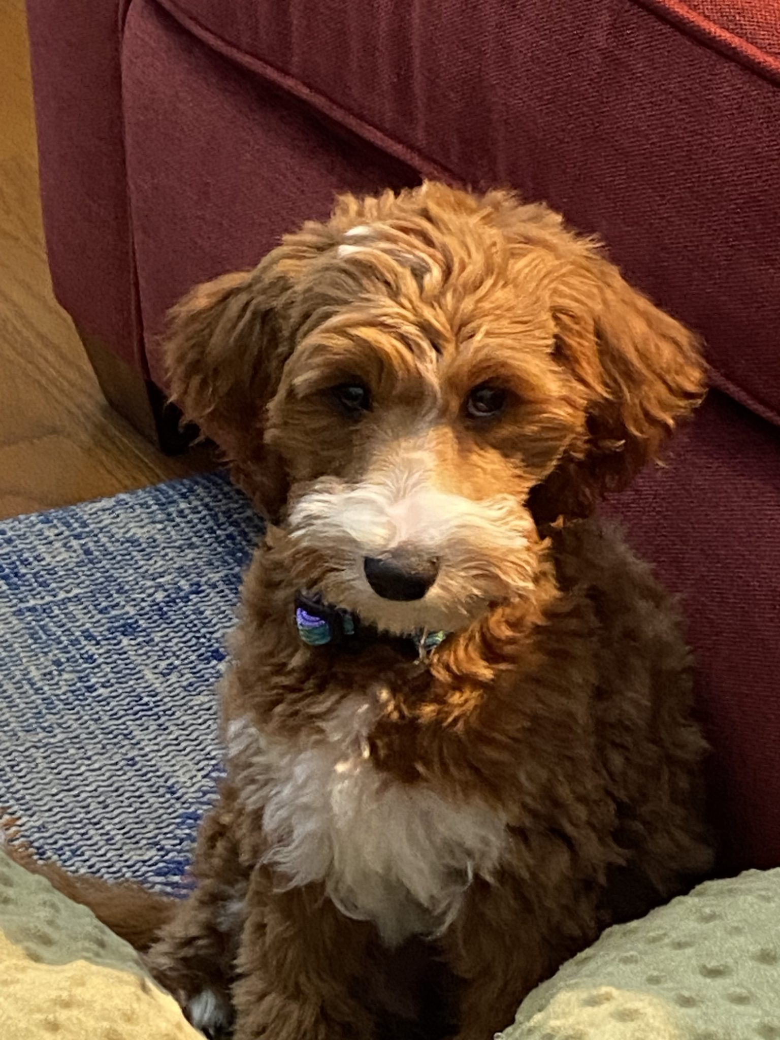 Our Customer Reviews | Hopeful Dreams Family Puppies