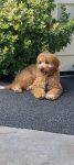 Daisy The Mini Goldendoodle Review