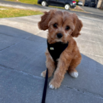 Wilson The Cavapoo Review