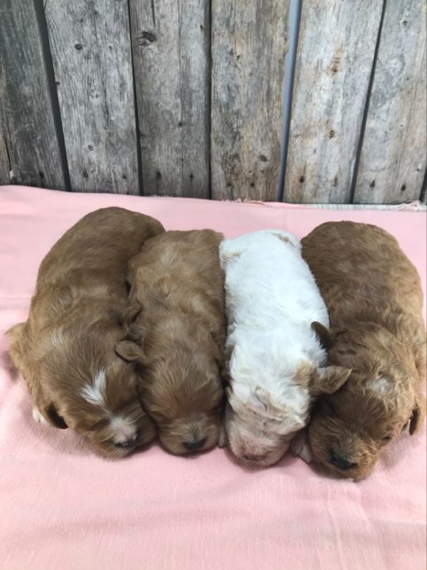 Mini Golden Doodle F1 B early reserve . received 1489180322023834 1