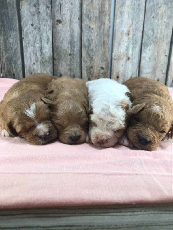 Mini Golden Doodle F1 B early reserve . received 763788952163027 4