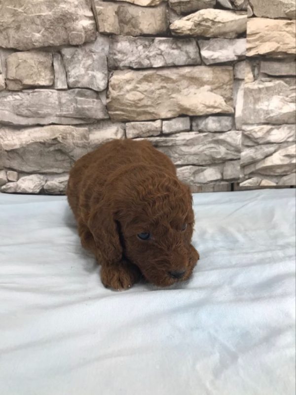 Mr Theo the mini Golden Doodle F1BB. received 1026769769102623 2