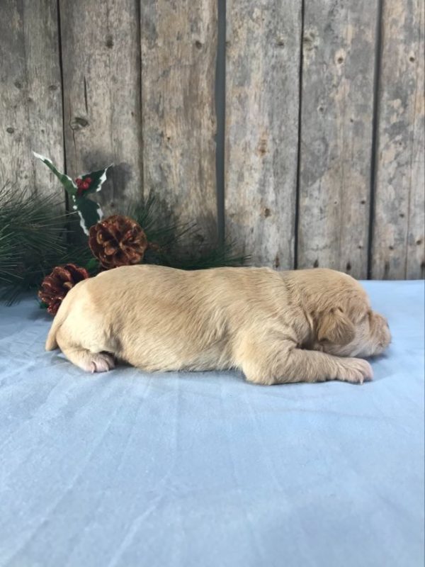 Mr. Bobby the Mini Golden Doodle F1BB. received 1131197384543332 2