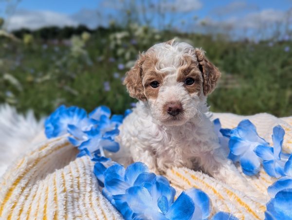 Mr. Mac the mini goldendoodle PXL 20240807 141247813.PORTRAIT 1