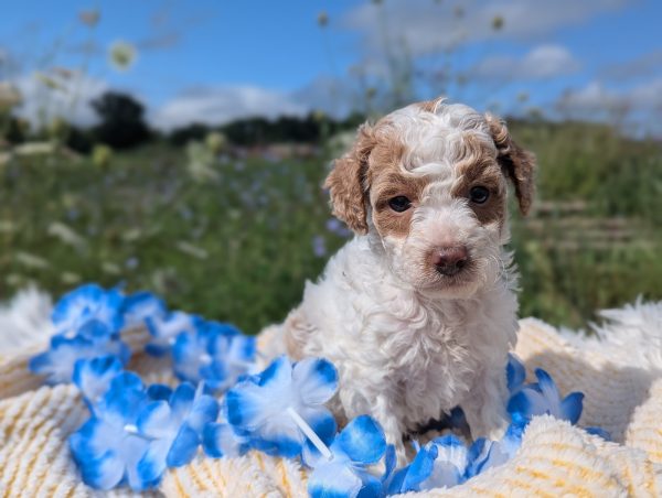 Mr. Mac the mini goldendoodle PXL 20240807 141310557.PORTRAIT 3