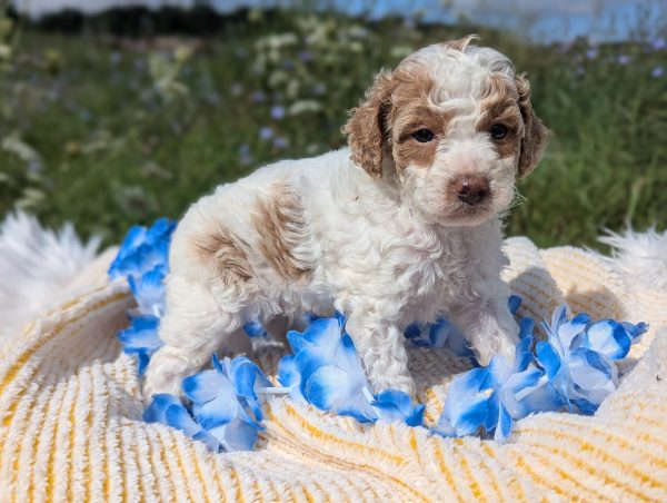 Mr. Mac the mini goldendoodle PXL 20240807 141327966.PORTRAIT 4