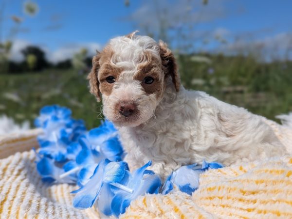 Mr. Mac the mini goldendoodle PXL 20240807 141341513.PORTRAIT 5