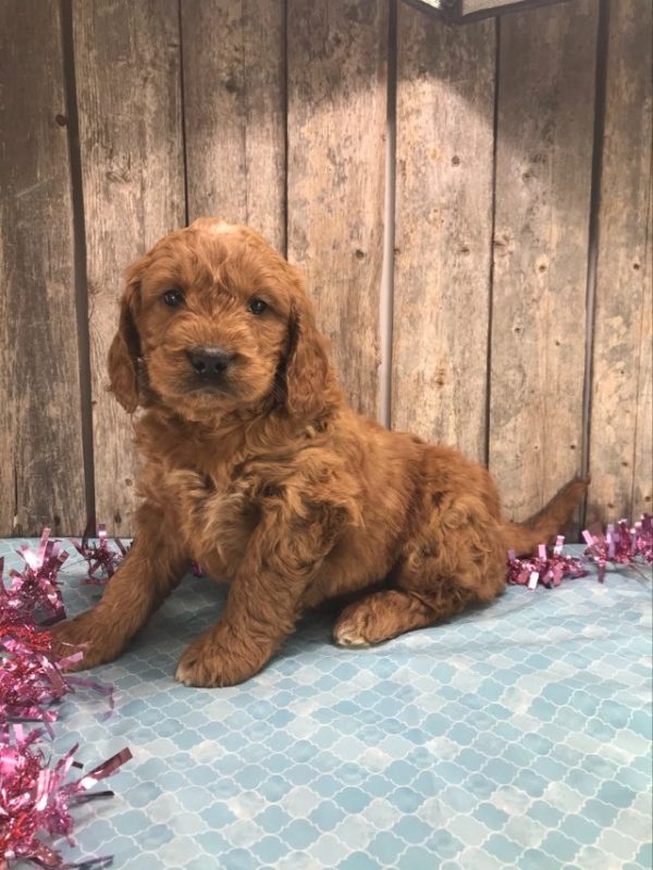 Mr. Mickie the Mini Golden Doodle F1. received 1083277662875046 1