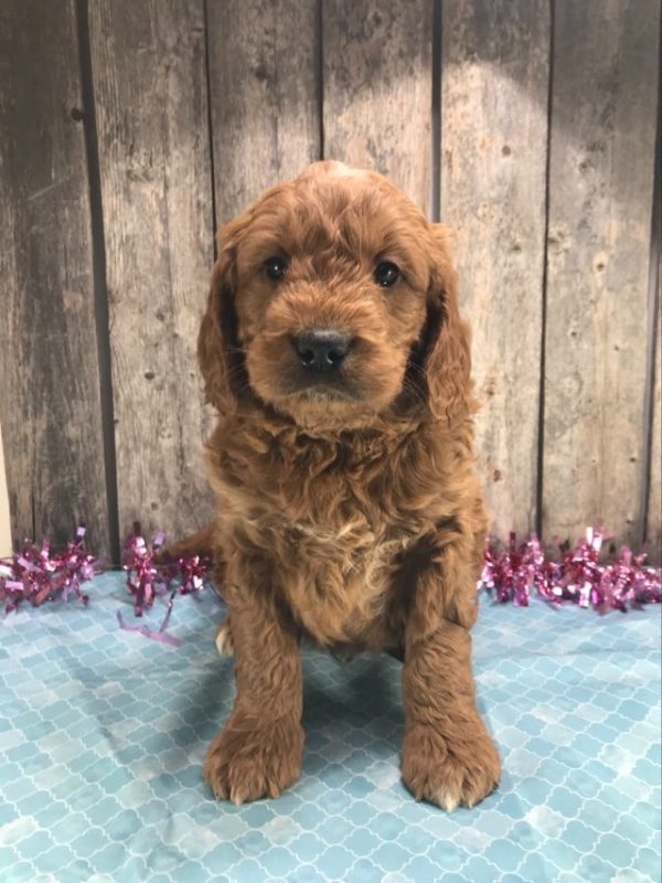 Mr. Mickie the Mini Golden Doodle F1. received 1429638664656790 3