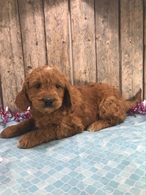 Mr. Mickie the Mini Golden Doodle F1. received 1583945359092075 4