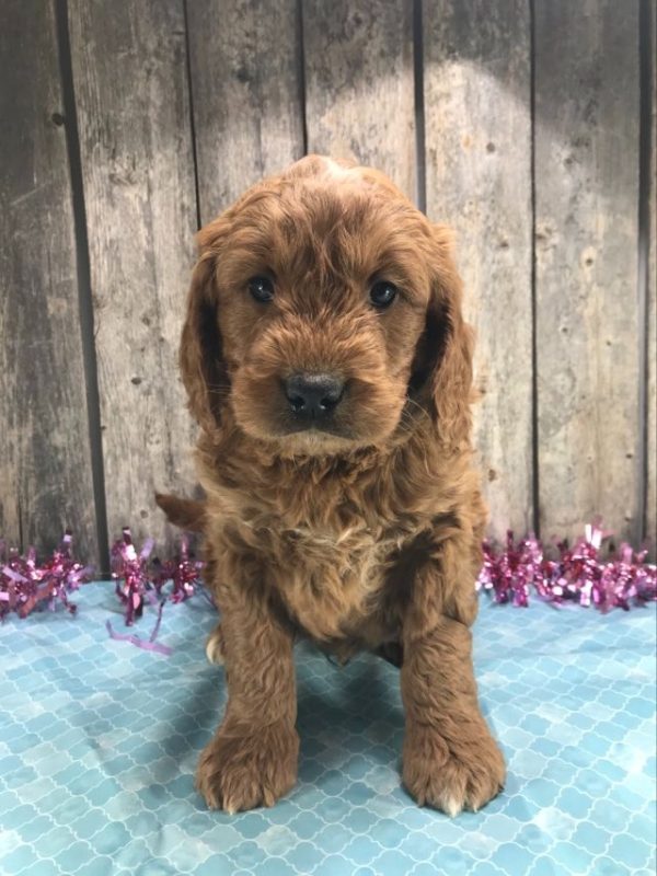 Mr. Mickie the Mini Golden Doodle F1. received 959055699272651 2