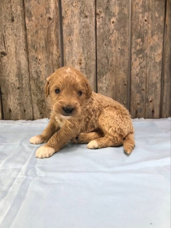 Mr. Murphy the mini Golden Doodle F1. received 1481183855770255 2