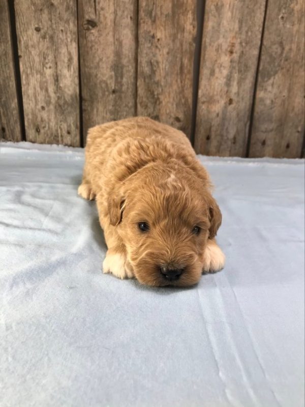 Mr. Murphy the mini Golden Doodle F1. received 849051736994543 1