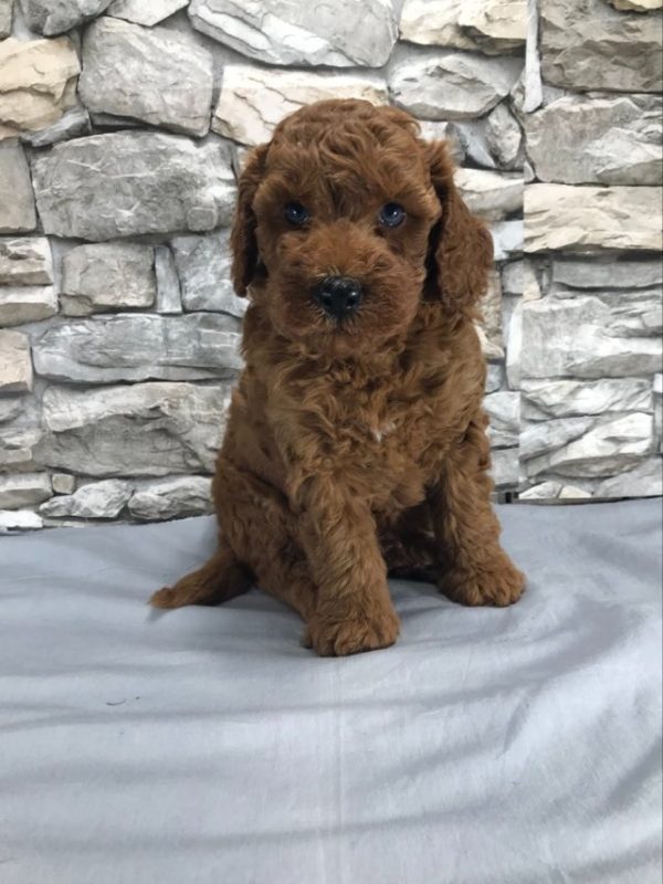 Mr. Rascal the mini Poodle. received 812492971042692 1 1