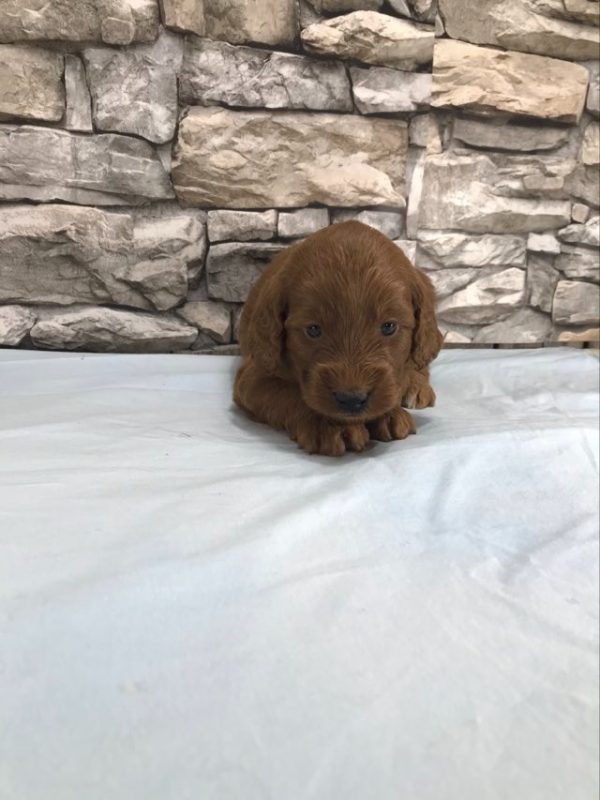 Mr. Thomas the mini Golden Doodle F1BB. received 531448349303077 3