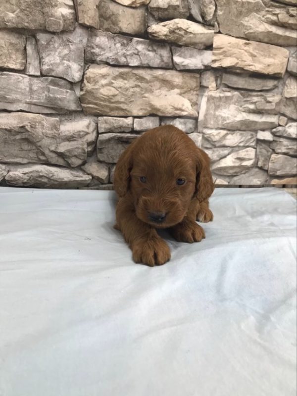 Mr. Thomas the mini Golden Doodle F1BB. received 532196922602568 2