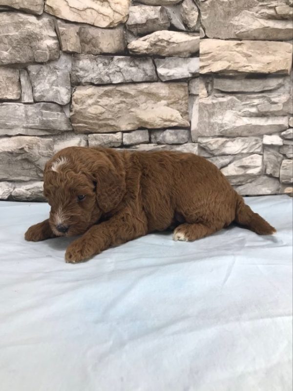 Mr. Todd the mini Golden Doodle F1BB. received 446564871705902 1