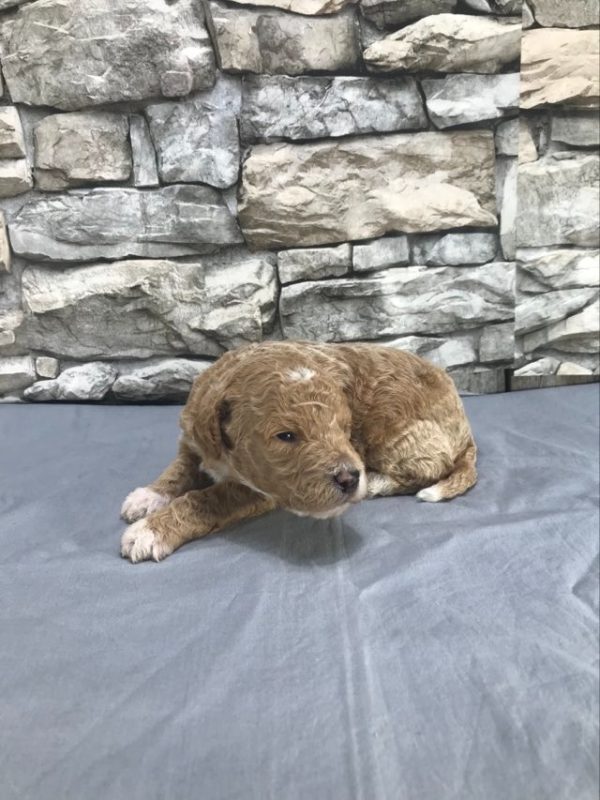 Mr.Darrren the mini Golden Doodle F1BB. received 3550420035219632 1