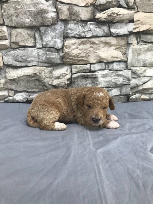 Mr.Darrren the mini Golden Doodle F1BB. received 847648327254401 2