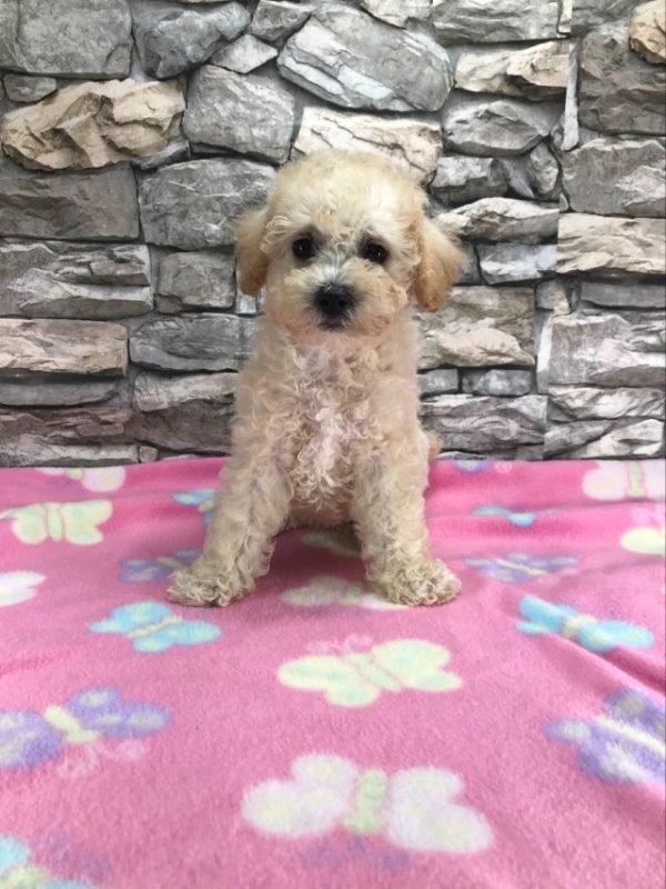 Ms. Blossom the Schnoodle. received 2500070423509538 1