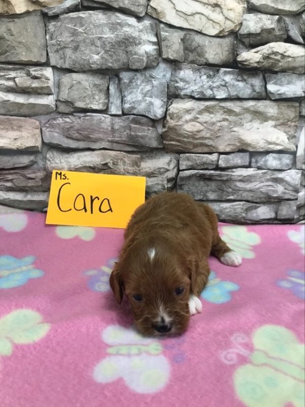 Ms. Cara the Cava Poo. received 1674212843398795 3