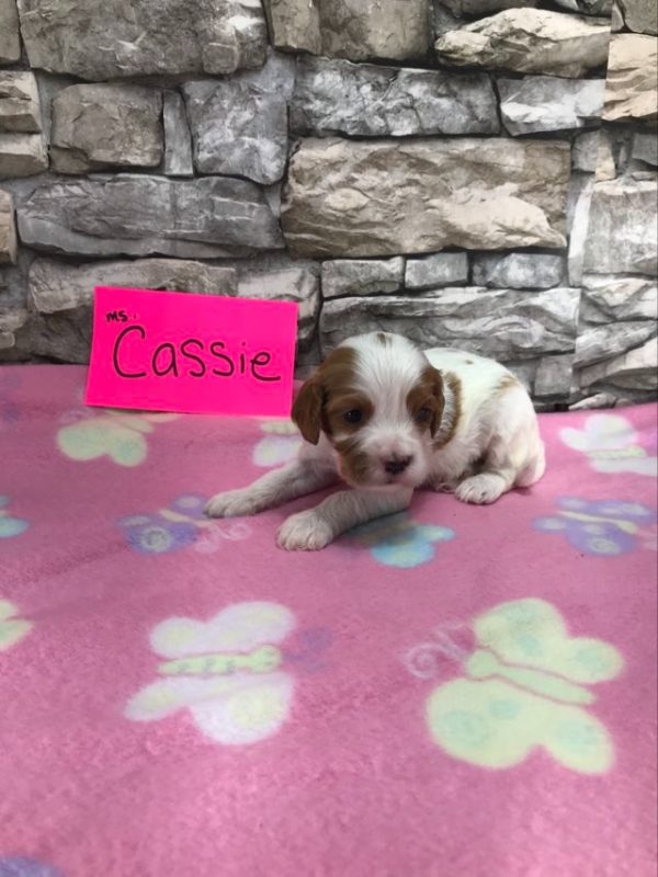 Ms. Cassie the Cava Poo. received 496402286468268 2