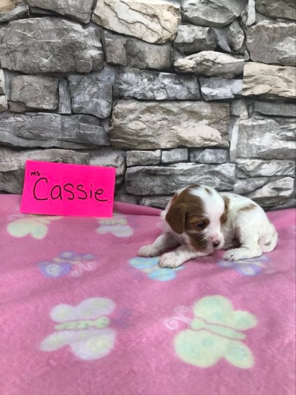 Ms. Cassie the Cava Poo. received 510082001568952 3