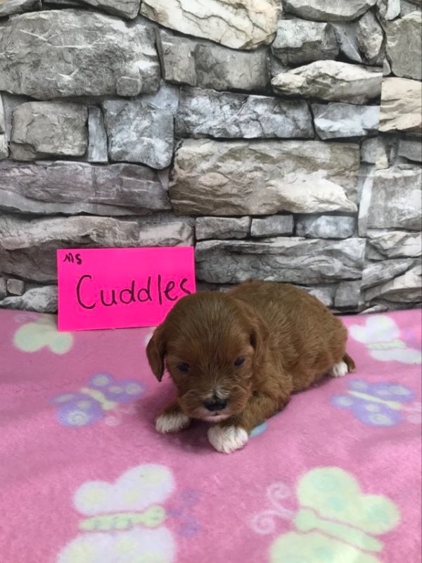 Ms. Cuddles the Cava Poo. received 7892010824257757 2