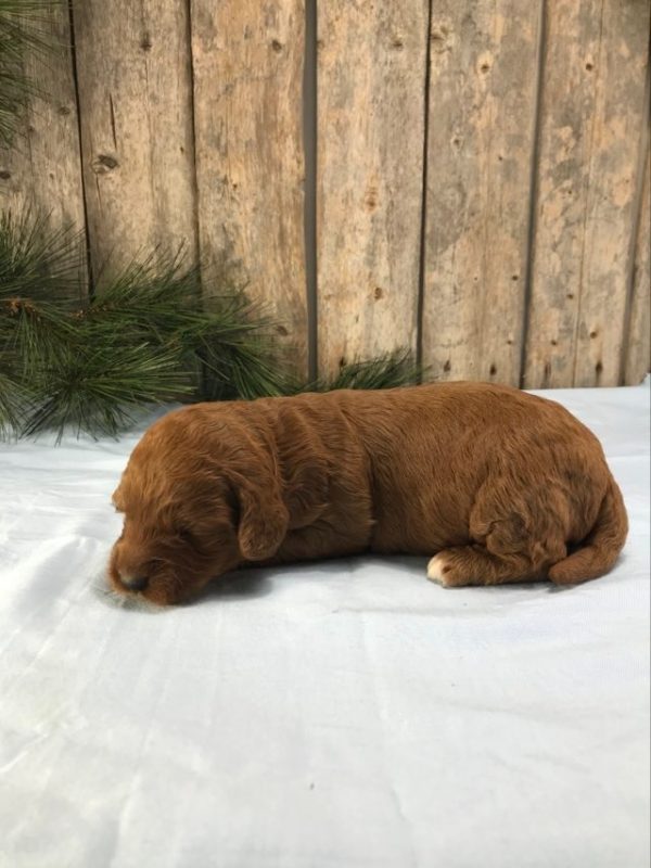 Ms. Kelly the mini Golden Doodle F1BB. received 391677526599207 2