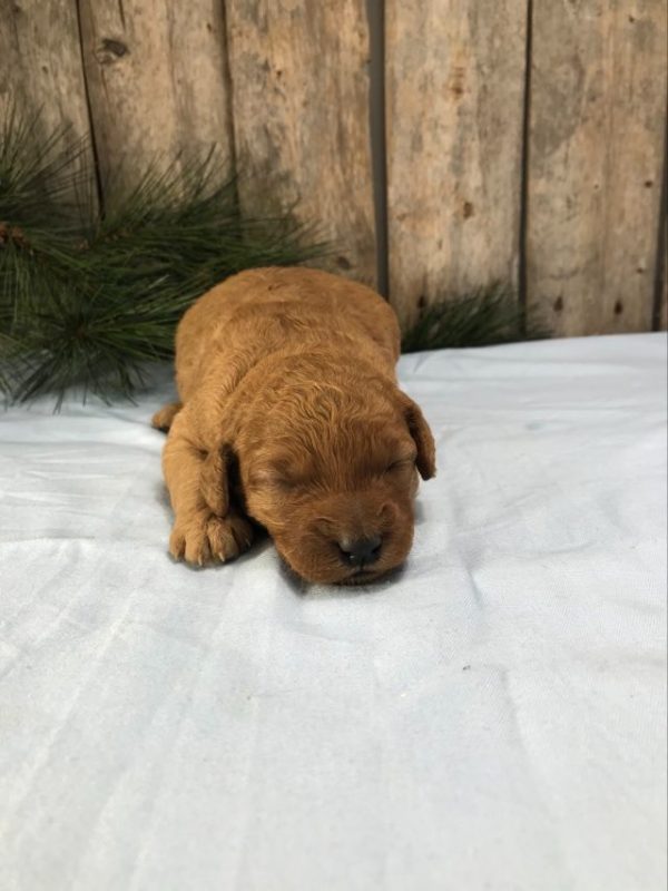 Ms. Kinsey the mini Golden Doodle F1BB. received 1545336322889966 3