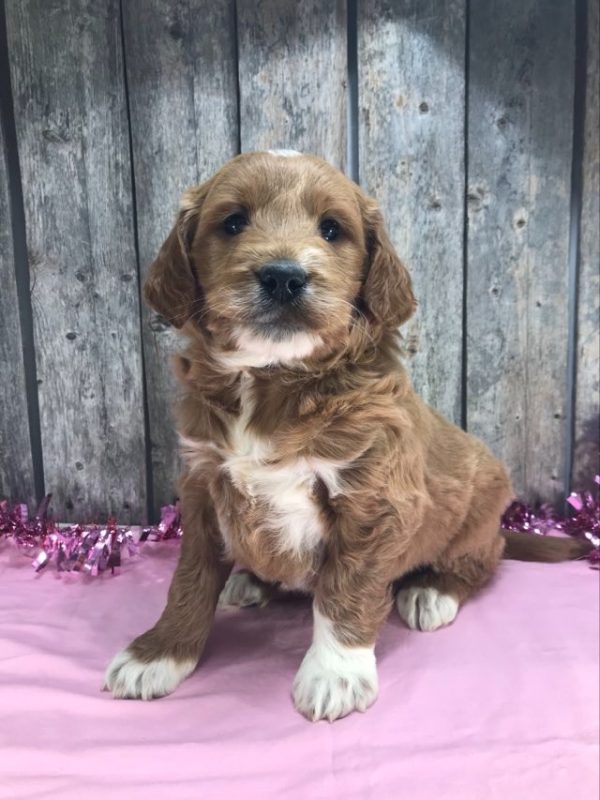 Ms. Marsha the mini Golden Doodle F1. received 1135594654095082 1