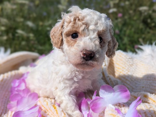 Ms. Masey the mini goldendoodle PXL 20240807 141830857.PORTRAIT 1