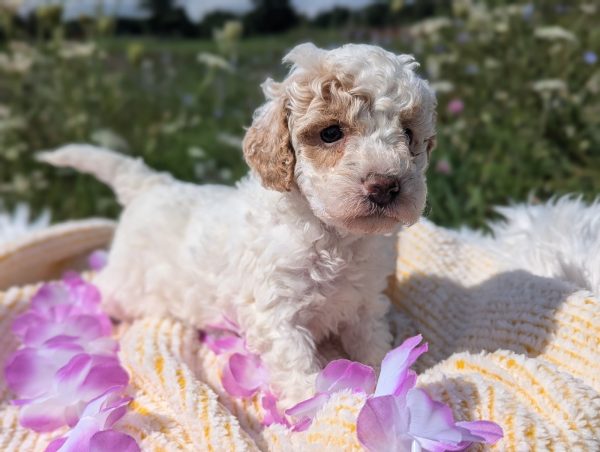 Ms. Masey the mini goldendoodle PXL 20240807 141842731.PORTRAIT 2