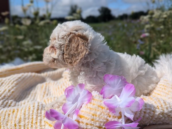 Ms. Masey the mini goldendoodle PXL 20240807 142000189.PORTRAIT 3