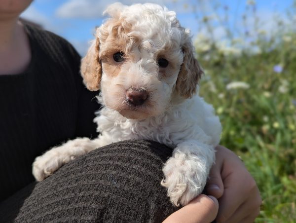 Ms. Masey the mini goldendoodle PXL 20240807 142113261.PORTRAIT 4