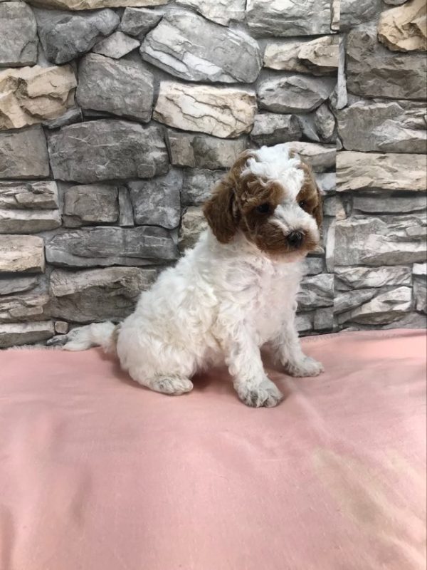 Ms. Rainbow the mini Poodle. received 1739311843544466 3