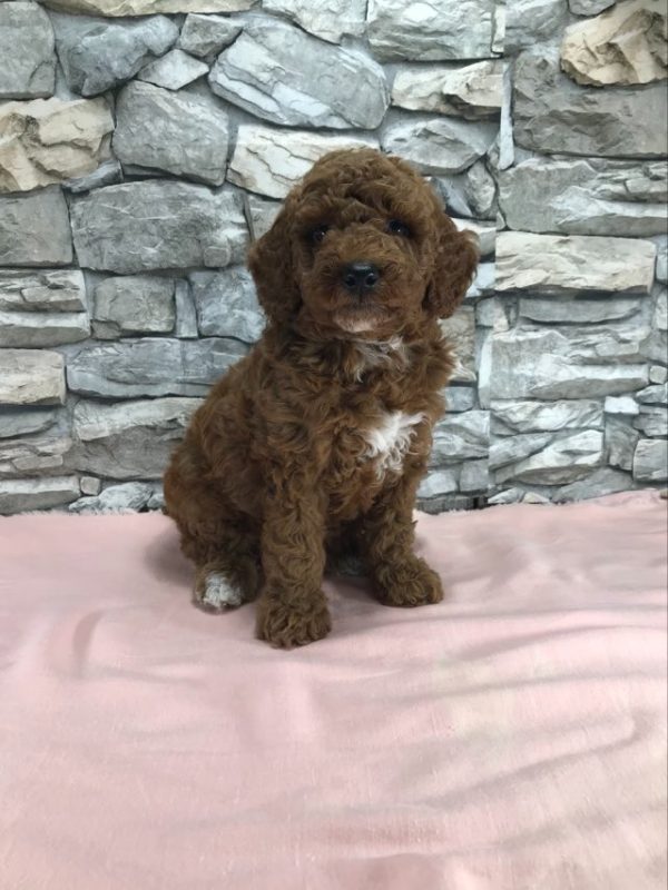 Ms. Ribbon the mini Poodle. received 1170398304263695 2