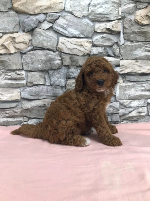 Ms. Ribbon the mini Poodle. received 1575514043094019 1