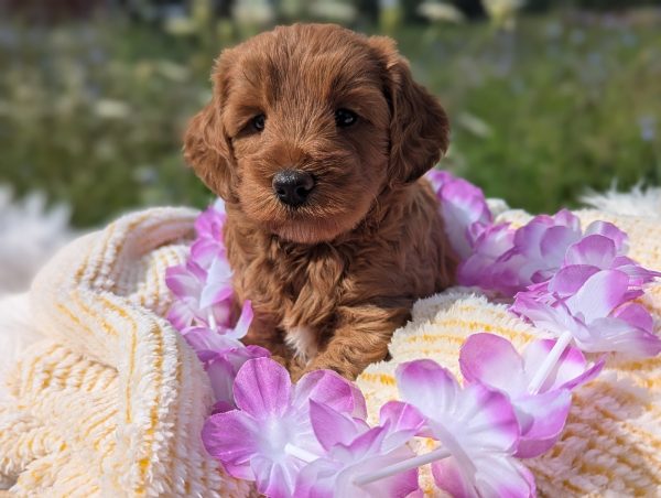 Ms. Sadie the Mini goldendoodle PXL 20240807 134626257.PORTRAIT 1