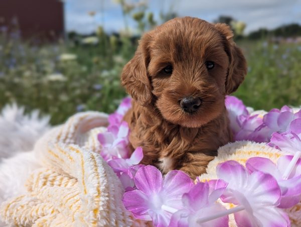 Ms. Sadie the Mini goldendoodle PXL 20240807 134630591.PORTRAIT 2