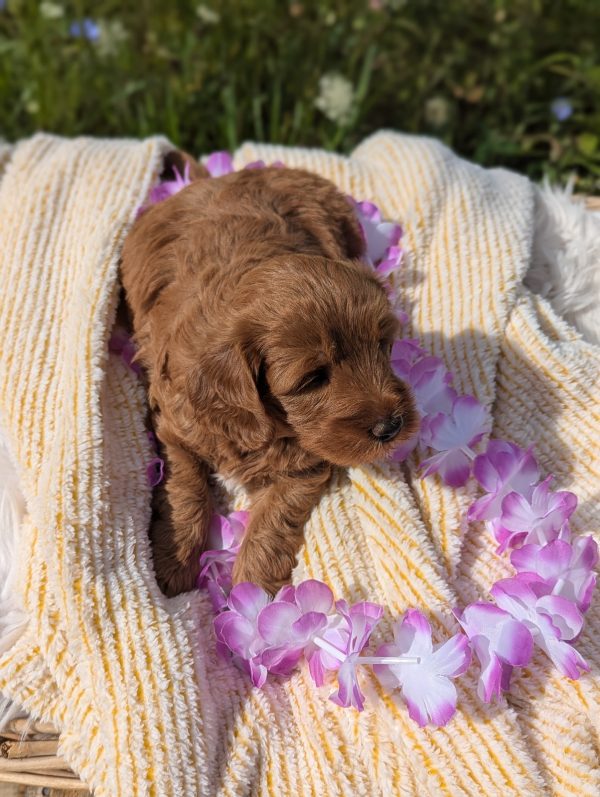 Ms. Sadie the Mini goldendoodle PXL 20240807 134715923.PORTRAIT 3