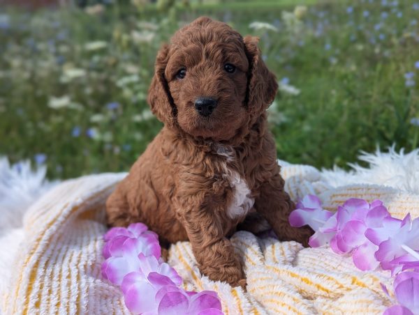 Ms. Sasha the mini goldendoodle PXL 20240807 135955851.PORTRAIT 2