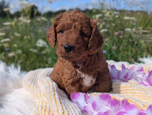 Ms. Sasha the mini goldendoodle PXL 20240807 140028073.PORTRAIT 3