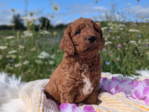 Ms. Sasha the mini goldendoodle PXL 20240807 140032376.PORTRAIT 4